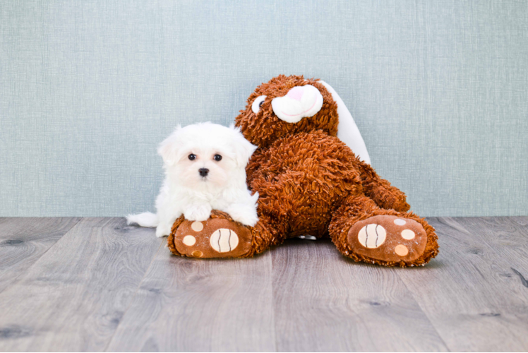 Funny Maltese Purebred Pup