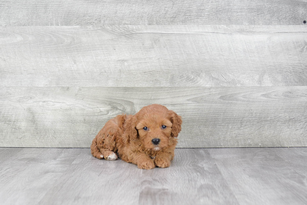 Sweet Cavapoo Baby