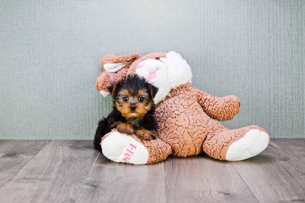 Meet Bella - our Yorkshire Terrier Puppy Photo 