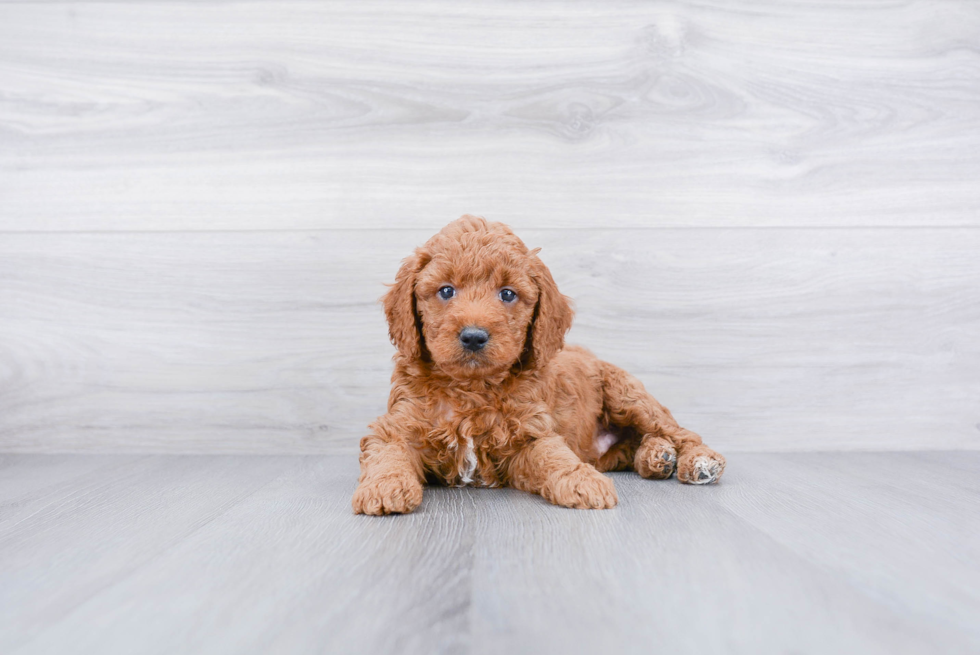 Best Mini Goldendoodle Baby