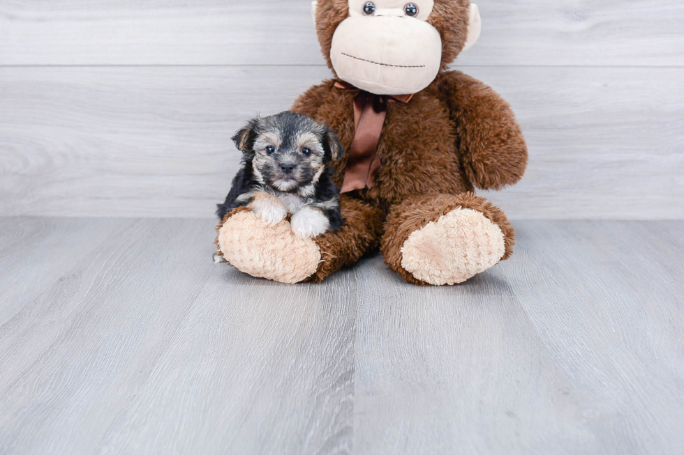 Friendly Morkie Baby