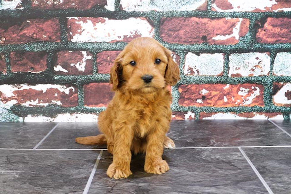 Mini Goldendoodle Pup Being Cute