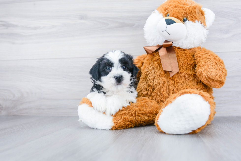 Hypoallergenic Shichon Designer Puppy