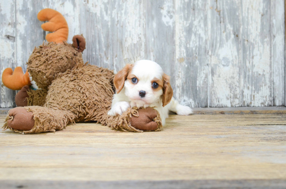 Akc Registered Cavalier King Charles Spaniel Purebred Pup