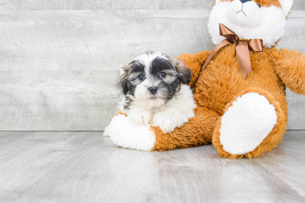 Happy Teddy Bear Baby