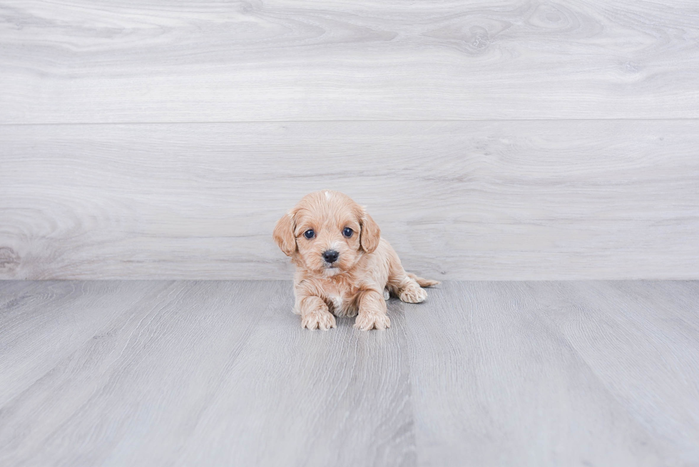 Cavapoo Puppy for Adoption