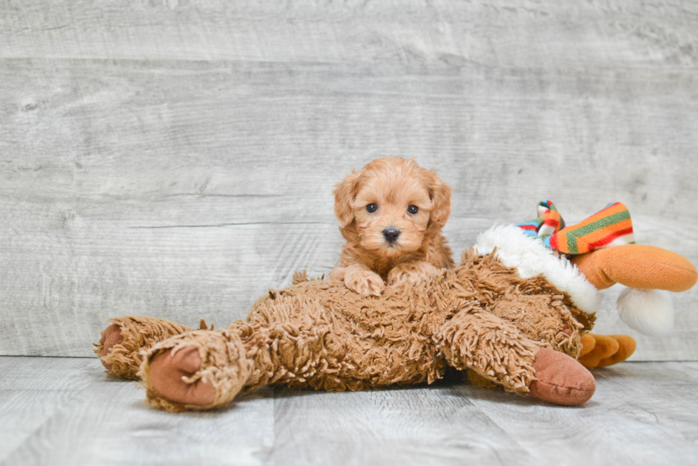 Best Cavapoo Baby