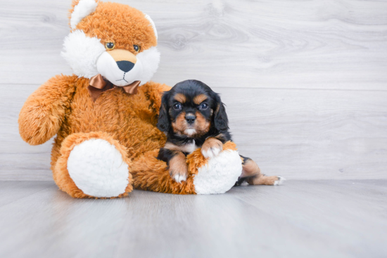 Cavalier King Charles Spaniel Pup Being Cute