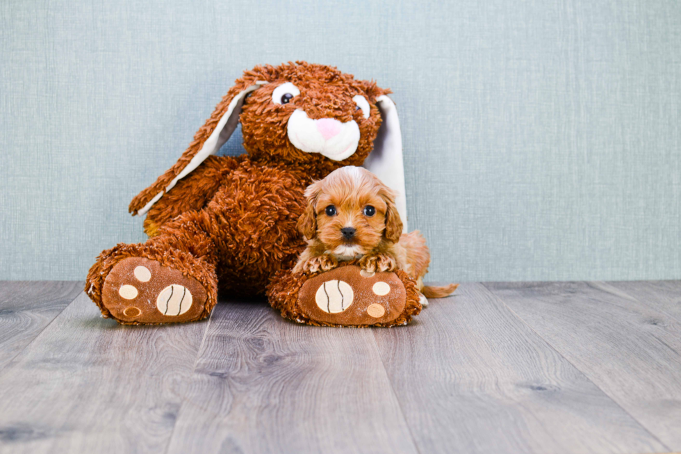 Little Cavoodle Poodle Mix Puppy