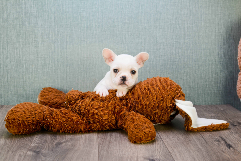 Sweet Frenchie Purebred Puppy