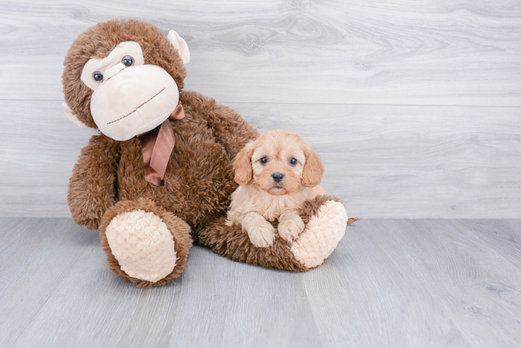 Petite Cavapoo Poodle Mix Pup