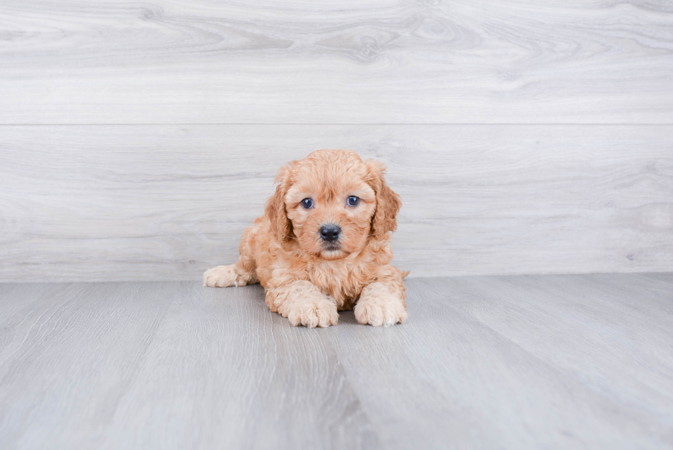 Cavapoo Pup Being Cute