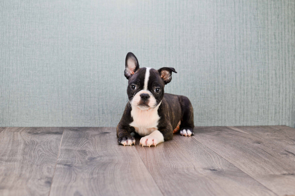 French Bulldog Pup Being Cute