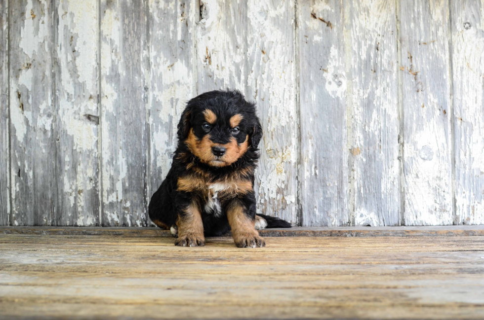 Friendly Mini Bernedoodle Baby