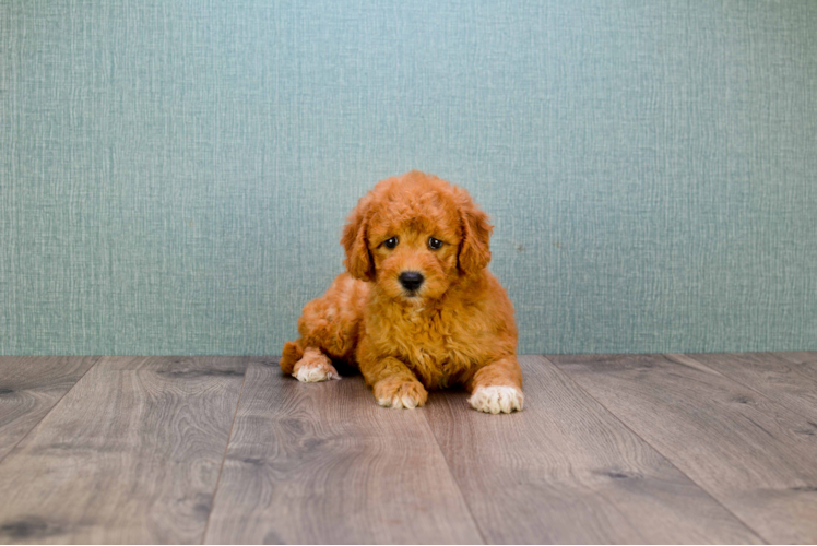 Mini Goldendoodle Puppy for Adoption