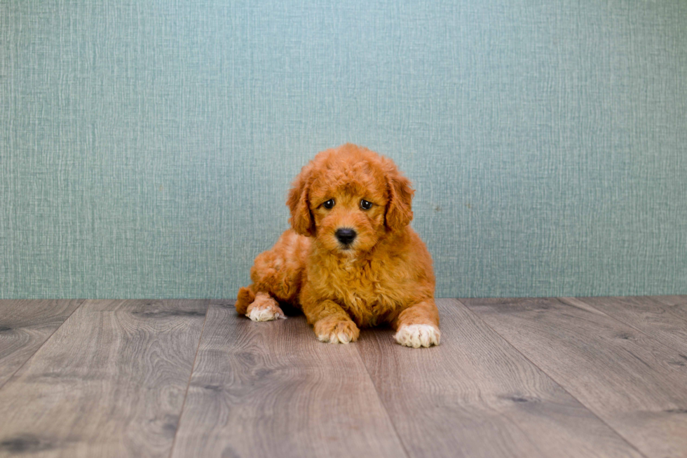 Mini Goldendoodle Puppy for Adoption