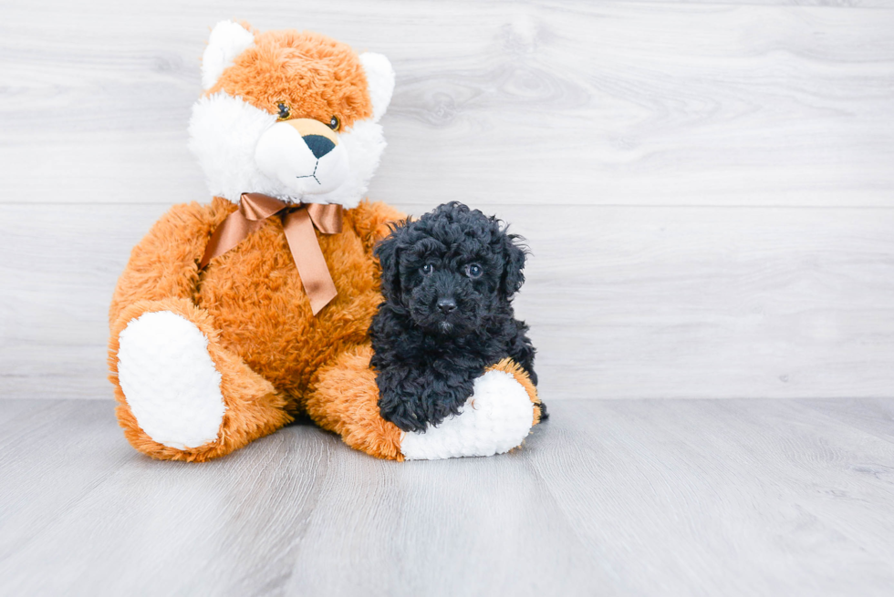 Happy Pudle Purebred Puppy