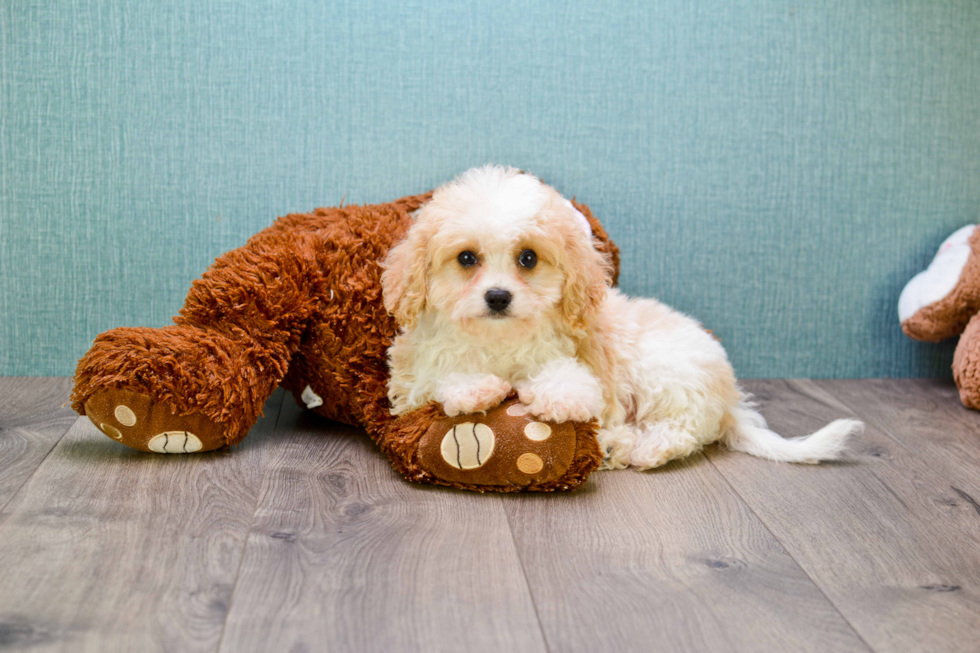 Best Cavachon Baby