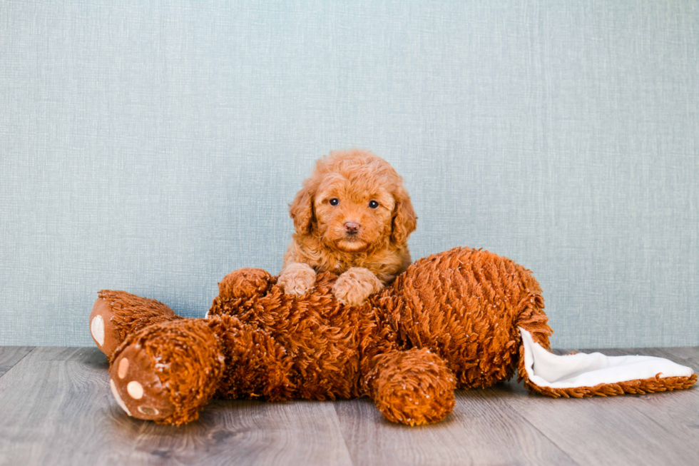 Best Mini Goldendoodle Baby