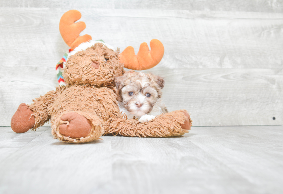 Havanese Pup Being Cute