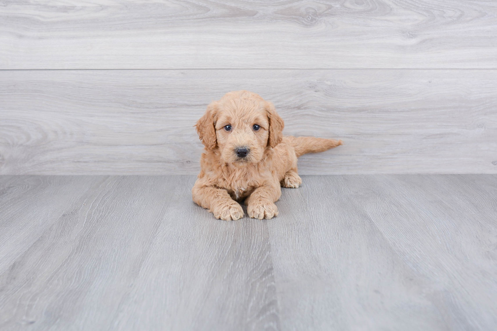 Small Mini Goldendoodle Baby