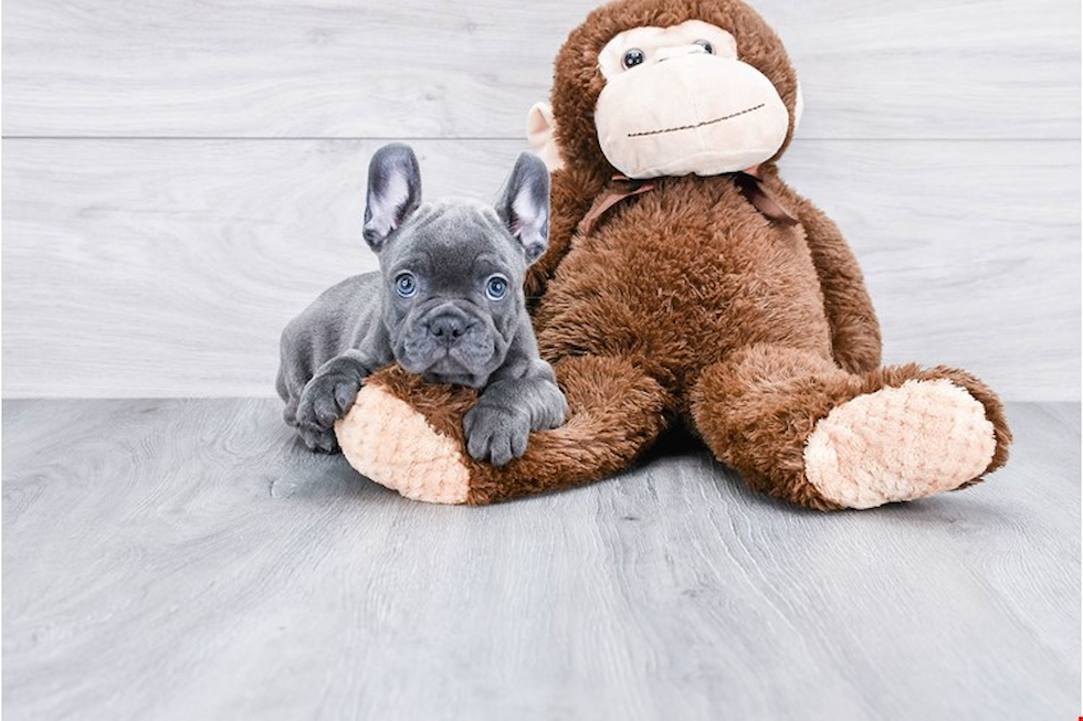 French Bulldog Pup Being Cute