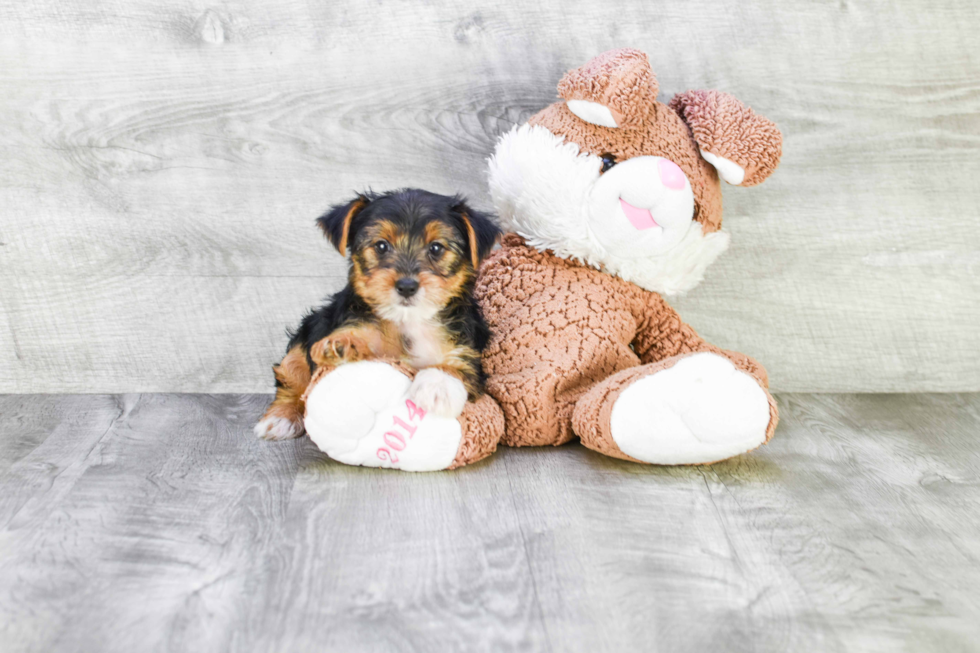 Meet Diddy - our Yorkshire Terrier Puppy Photo 