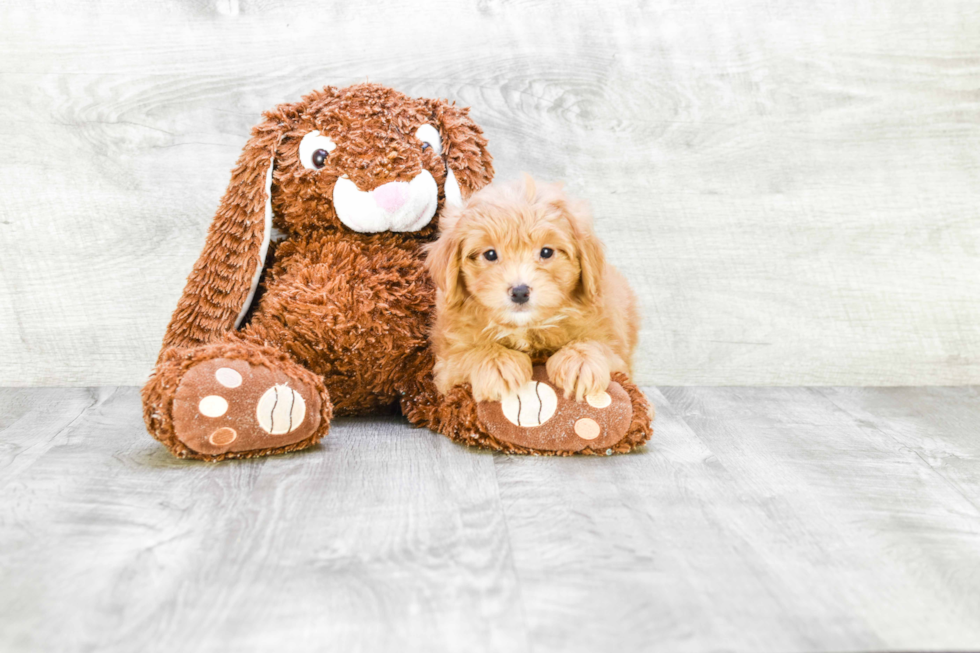 Funny Cavapoo Poodle Mix Pup