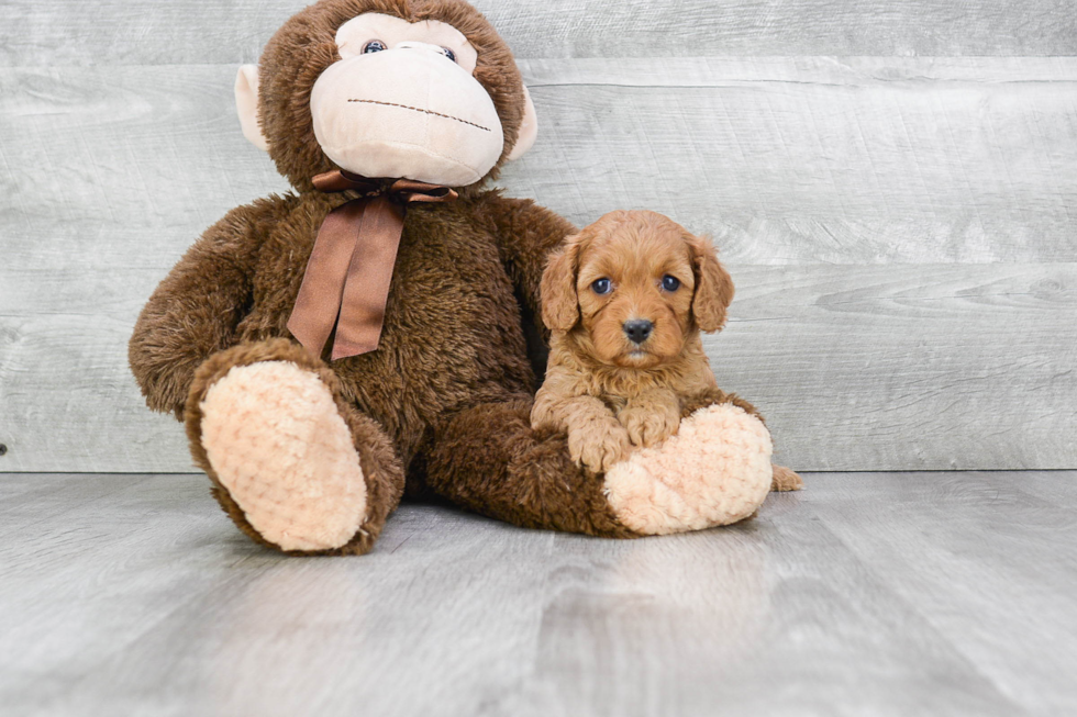 Cavapoo Pup Being Cute