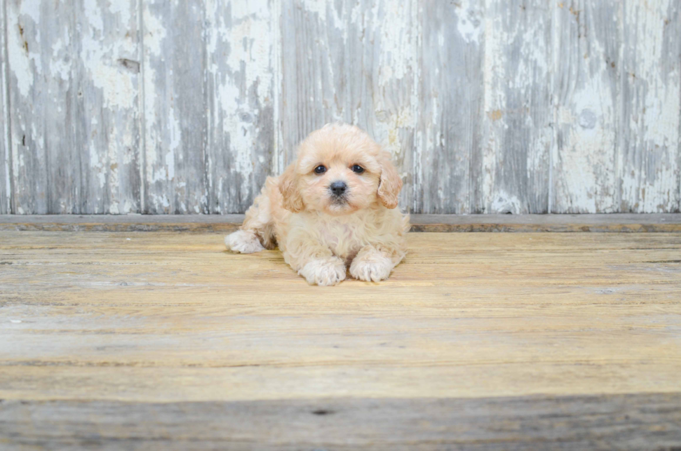 Cute Cavapoo Baby