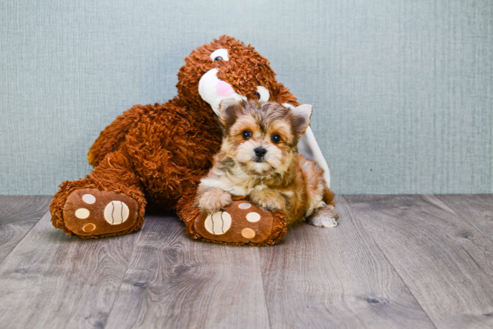 Playful Yorkie Designer Puppy