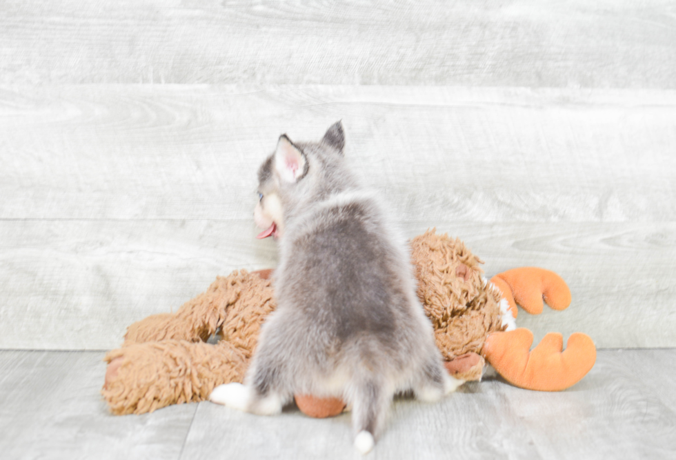 Pomsky Puppy for Adoption