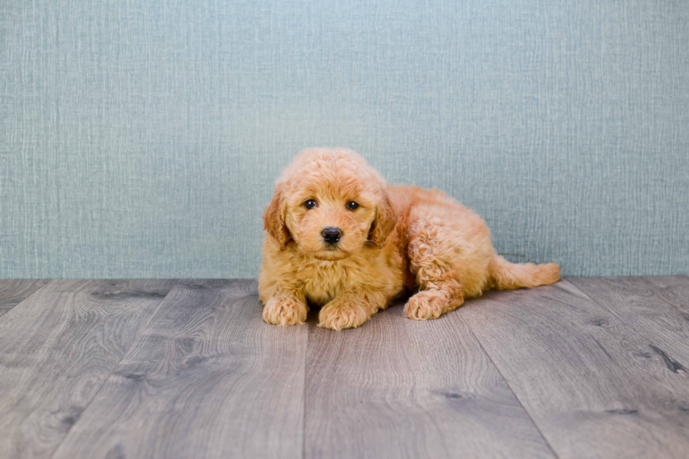 Little Golden Retriever Poodle Mix Puppy