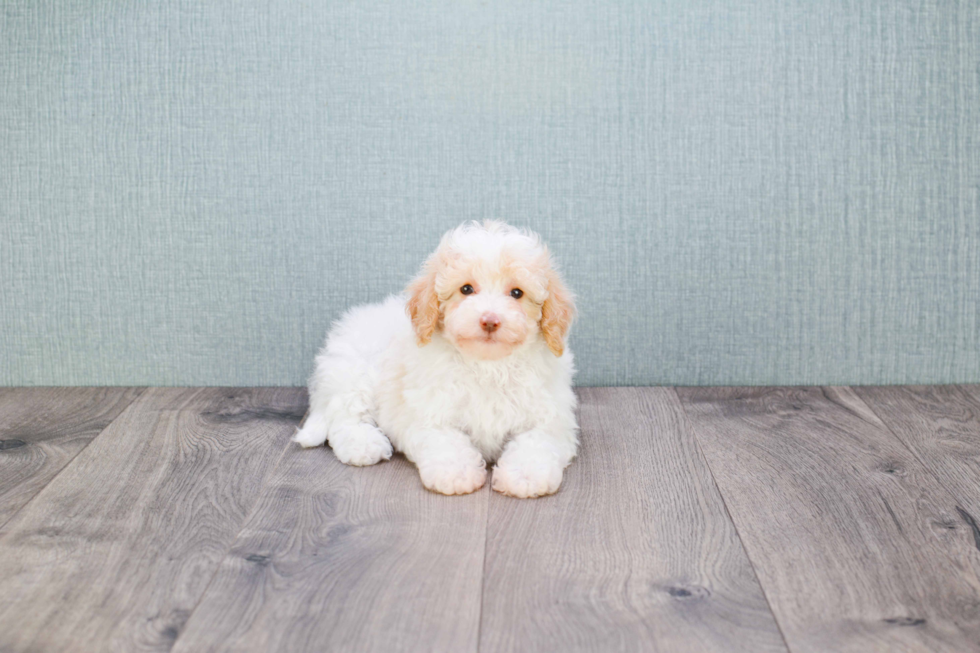 Little Cavoodle Poodle Mix Puppy