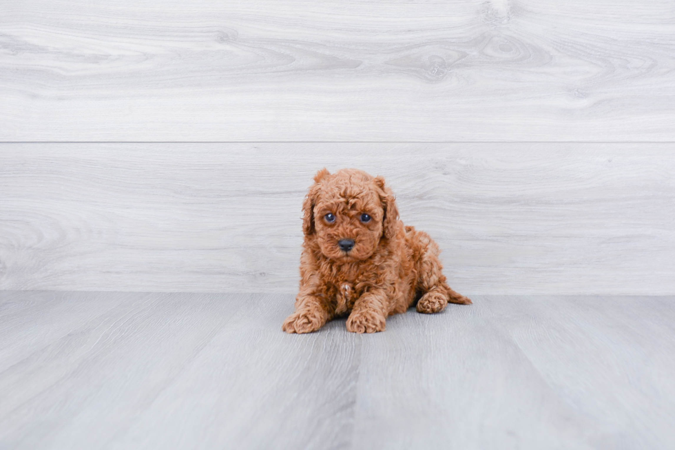 Best Cavapoo Baby