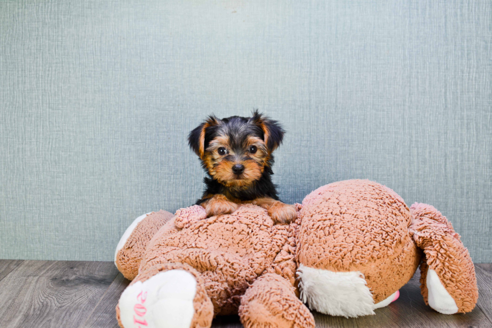 Meet Bella - our Yorkshire Terrier Puppy Photo 