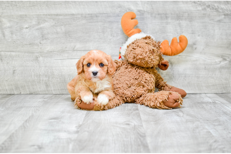 Cavapoo Pup Being Cute