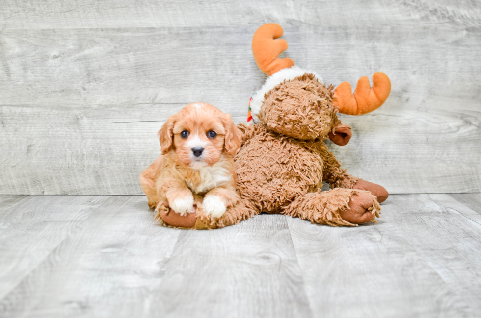 Cavapoo Pup Being Cute