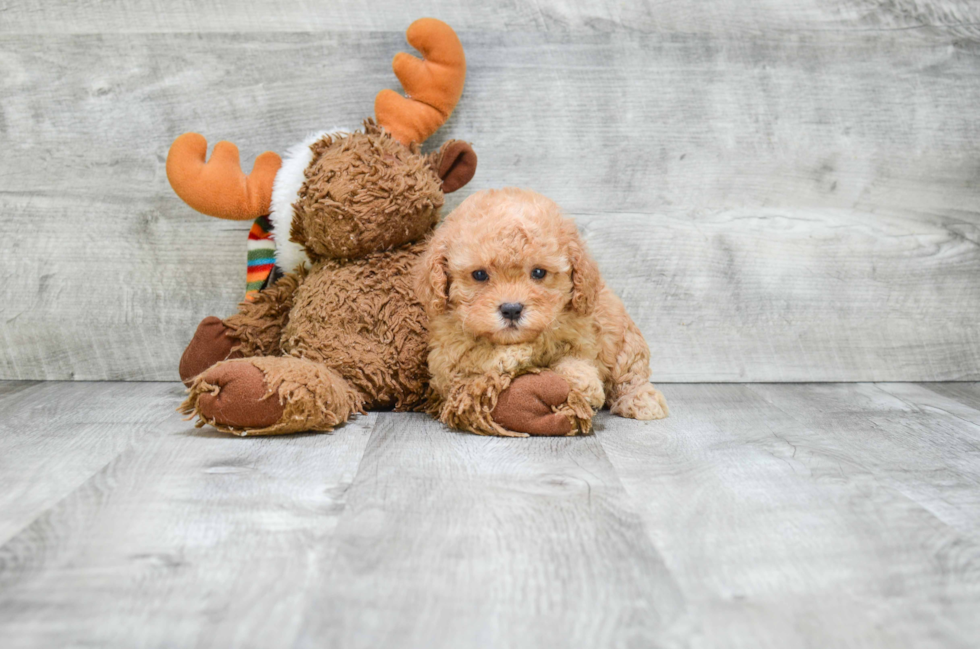 Cavapoo Pup Being Cute