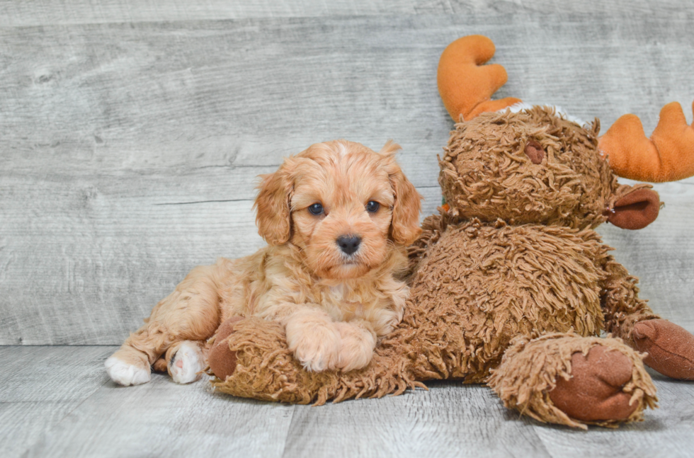 Energetic Cavoodle Poodle Mix Puppy