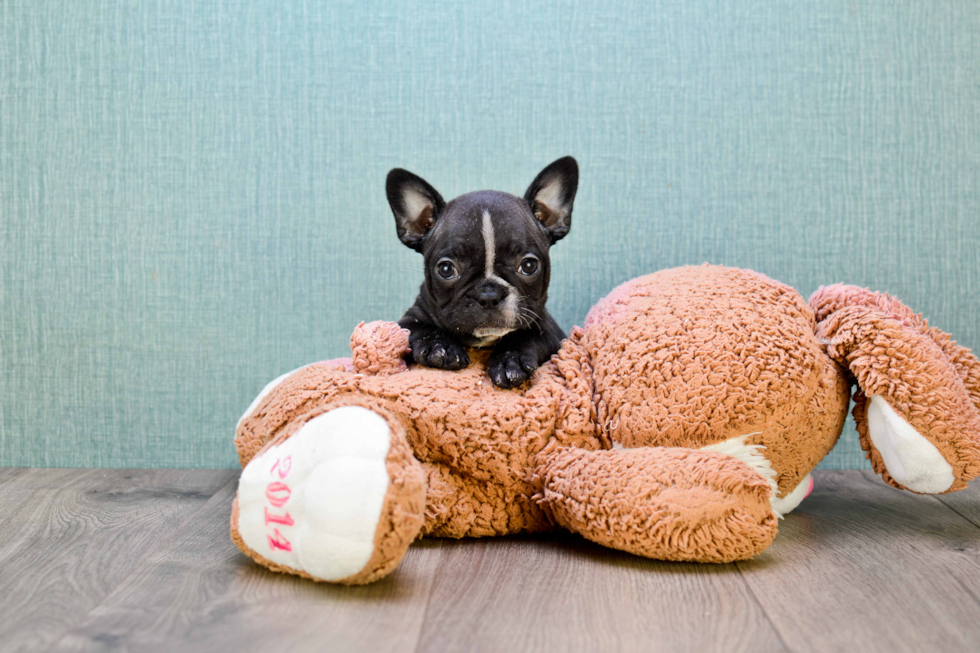 Happy Frenchie Purebred Puppy