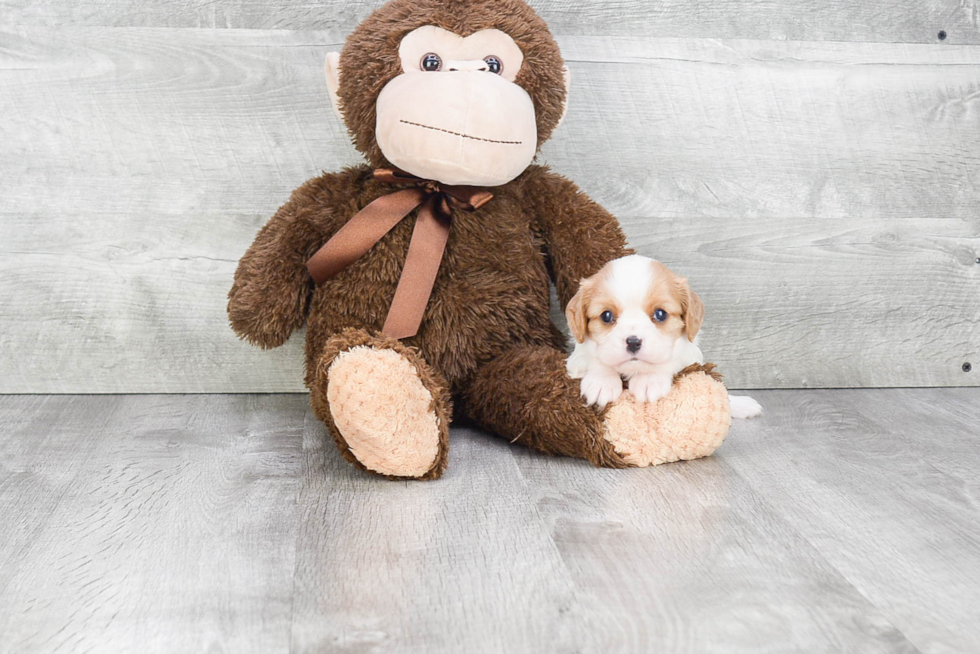 Funny Cavalier King Charles Spaniel Baby