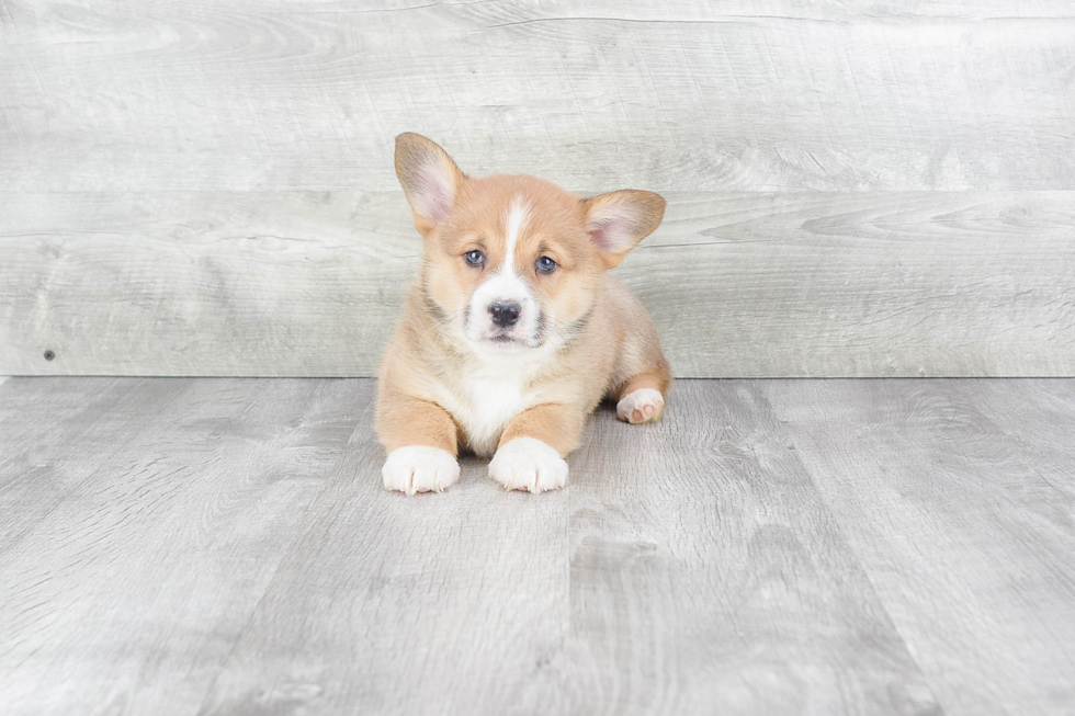 Welsh Corgi Pup Being Cute