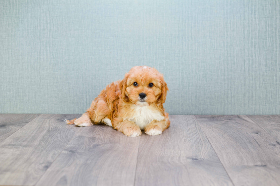 Best Cavapoo Baby