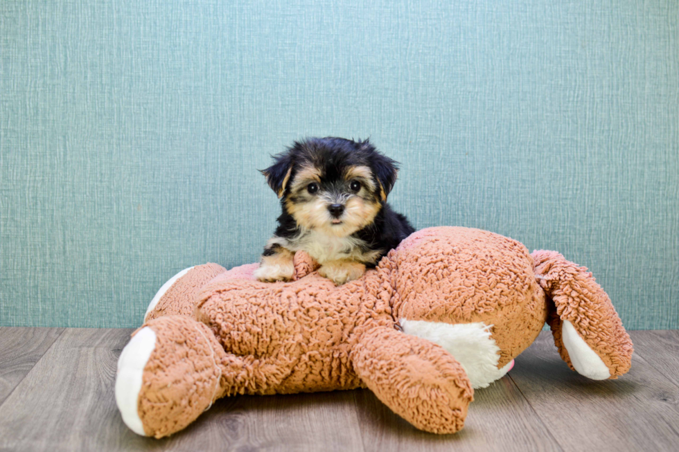 Morkie Pup Being Cute