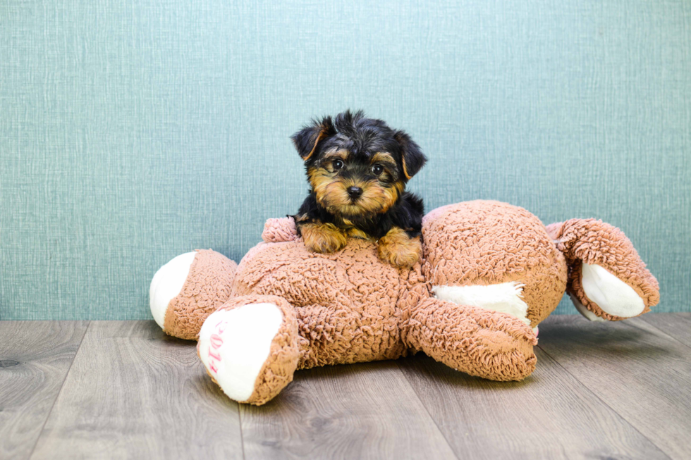 Meet  Teacup-Timmy - our Yorkshire Terrier Puppy Photo 