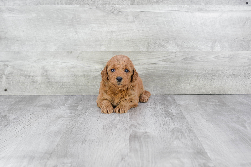 Sweet Mini Goldendoodle Baby