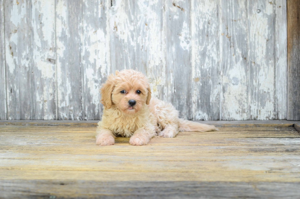 Best Cavapoo Baby