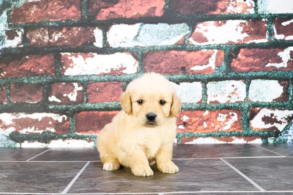 Mini Goldendoodle Pup Being Cute