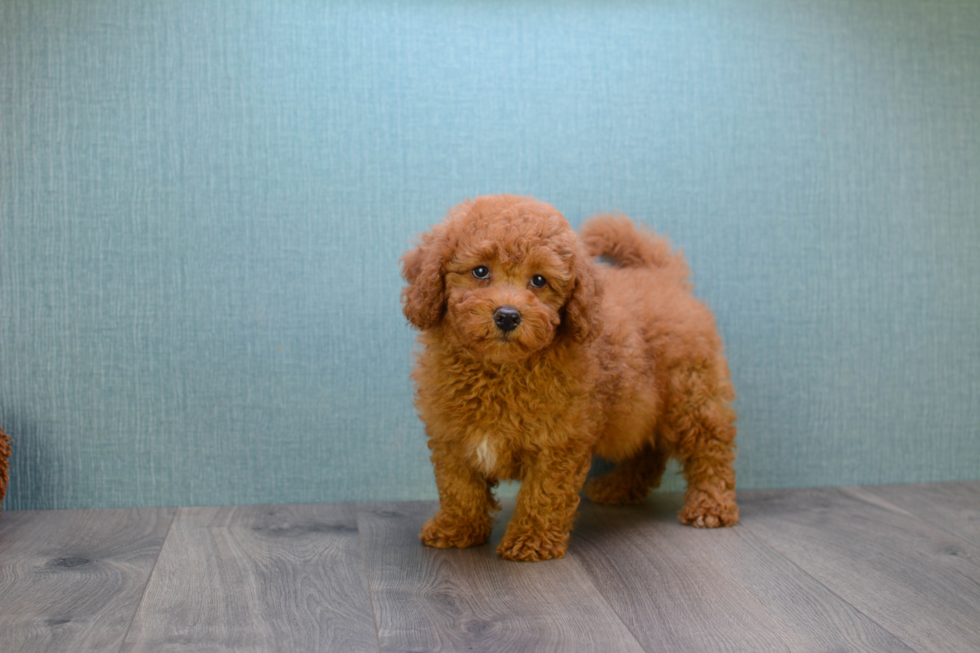 Playful Golden Retriever Poodle Mix Puppy